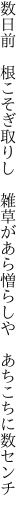 数日前　根こそぎ取りし　雑草が あら憎らしや　あちこちに数センチ