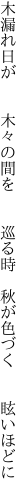 木漏れ日が  木々の間を  巡る時  秋が色づく  眩いほどに