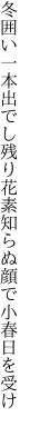 冬囲い一本出でし残り花 素知らぬ顔で小春日を受け