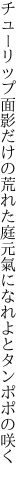 チューリップ面影だけの荒れた庭 元氣になれよとタンポポの咲く