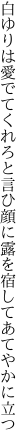 白ゆりは愛でてくれろと言ひ顔に 露を宿してあてやかに立つ