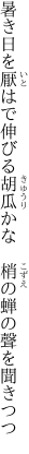 暑き日を厭はで伸びる胡瓜かな  梢の蝉の聲を聞きつつ