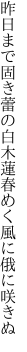 昨日まで固き蕾の白木蓮 春めく風に俄に咲きぬ