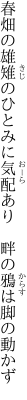 春畑の雄雉のひとみに気配あり　 畔の鴉は脚の動かず