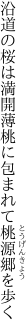 沿道の桜は満開薄桃に 包まれて桃源郷を歩く