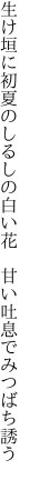 生け垣に初夏のしるしの白い花　 甘い吐息でみつばち誘う