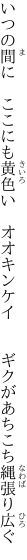 いつの間に　ここにも黄色い　オオキンケイ 　　ギクがあちこち縄張り広ぐ