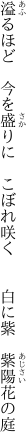 溢るほど　今を盛りに　こぼれ咲く 　　白に紫　紫陽花の庭