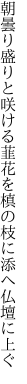 朝曇り盛りと咲ける韮花を 槙の枝に添へ仏壇に上ぐ