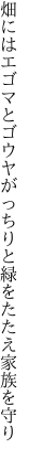 畑にはエゴマとゴウヤがっちりと 緑をたたえ家族を守り