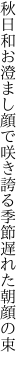 秋日和お澄まし顔で咲き誇る 季節遅れた朝顔の束