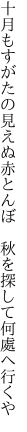 十月もすがたの見えぬ赤とんぼ  秋を探して何處へ行くや