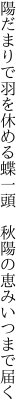 陽だまりで羽を休める蝶一頭　 秋陽の恵みいつまで届く