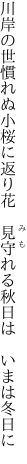 川岸の世慣れぬ小桜に返り花　 見守れる秋日は　いまは冬日に