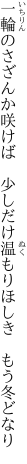 一輪のさざんか咲けば　少しだけ 温もりほしき　もう冬どなり