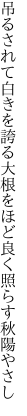 吊るされて白きを誇る大根を ほど良く照らす秋陽やさし