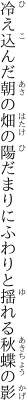 冷え込んだ朝の畑の陽だまりに ふわりと揺れる秋蝶の影