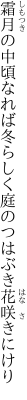 霜月の中頃なれば冬らしく 庭のつはぶき花咲きにけり