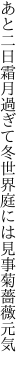 あと二日霜月過ぎて冬世界 庭には見事菊薔薇元気