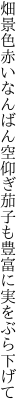 畑景色赤いなんばん空仰ぎ 茄子も豊富に実をぶら下げて