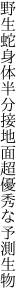 野生蛇身体半分接地面 超優秀な予測生物