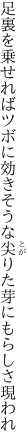 足裏を乗せればツボに効きそうな 尖りた芽にもらしさ現われ
