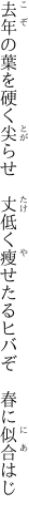 去年の葉を硬く尖らせ　丈低く 瘦せたるヒバぞ　春に似合はじ