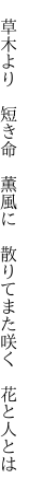 　草木より　短き命　薫風に 　散りてまた咲く　花と人とは