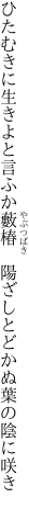 ひたむきに生きよと言ふか藪椿　 陽ざしとどかぬ葉の陰に咲き