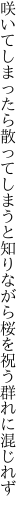 咲いてしまったら散ってしまうと知りながら 桜を祝う群れに混じれず