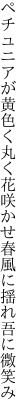 ペチュニアが黄色く丸く花咲かせ 春風に揺れ吾に微笑み
