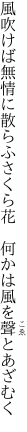 風吹けば無情に散らふさくら花　 何かは風を聲とあざむく