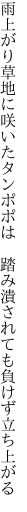 雨上がり草地に咲いたタンポポは 　踏み潰されても負けず立ち上がる