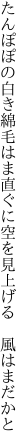 たんぽぽの白き綿毛はま直ぐに 空を見上げる　風はまだかと