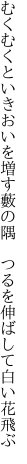 むくむくといきおいを増す藪の隅　 つるを伸ばして白い花飛ぶ