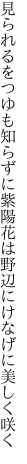 見られるをつゆも知らずに紫陽花は 野辺にけなげに美しく咲く