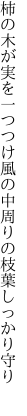 柿の木が実を一つつけ風の中 周りの枝葉しっかり守り　