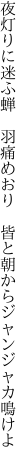 夜灯りに迷ふ蝉　羽痛めおり 　皆と朝からジャンジャカ鳴けよ