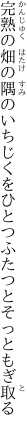 完熟の畑の隅のいちじくを ひとつふたつとそっともぎ取る
