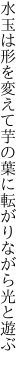 水玉は形を変えて芋の葉に 転がりながら光と遊ぶ