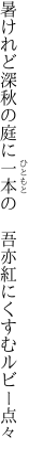 暑けれど深秋の庭に一本の　 吾亦紅にくすむルビー点々