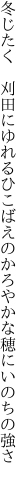 冬じたく　刈田にゆれるひこばえの かろやかな穂にいのちの強さ