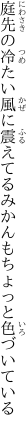 庭先の冷たい風に震えてる みかんもちょっと色づいている