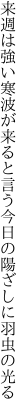 来週は強い寒波が来ると言う 今日の陽ざしに羽虫の光る
