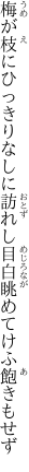 梅が枝にひっきりなしに訪れし 目白眺めてけふ飽きもせず