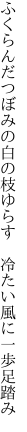 ふくらんだつぼみの白の枝ゆらす　 冷たい風に一歩足踏み
