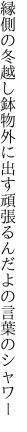 縁側の冬越し鉢物外に出す 頑張るんだよの言葉のシャワー