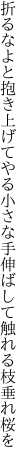 折るなよと抱き上げてやる小さな手 伸ばして触れる枝垂れ桜を