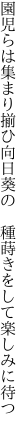 園児らは集まり揃ひ向日葵の 　種蒔きをして楽しみに待つ