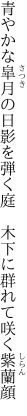 青やかな皐月の日影を弾く庭　 木下に群れて咲く紫蘭顔